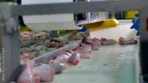 Raw chicken pieces on conveyor belt in poultry processing factory