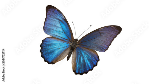 Tableau sur toile Blue Morpho Butterfly with iridescent wings