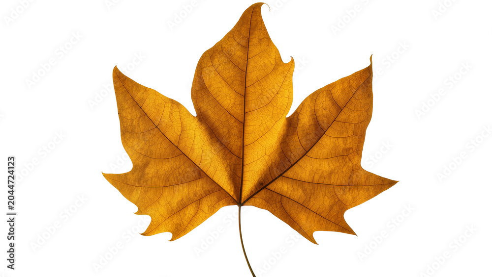 Fototapeta premium Autumn maple leaf with detailed veins, golden brown color