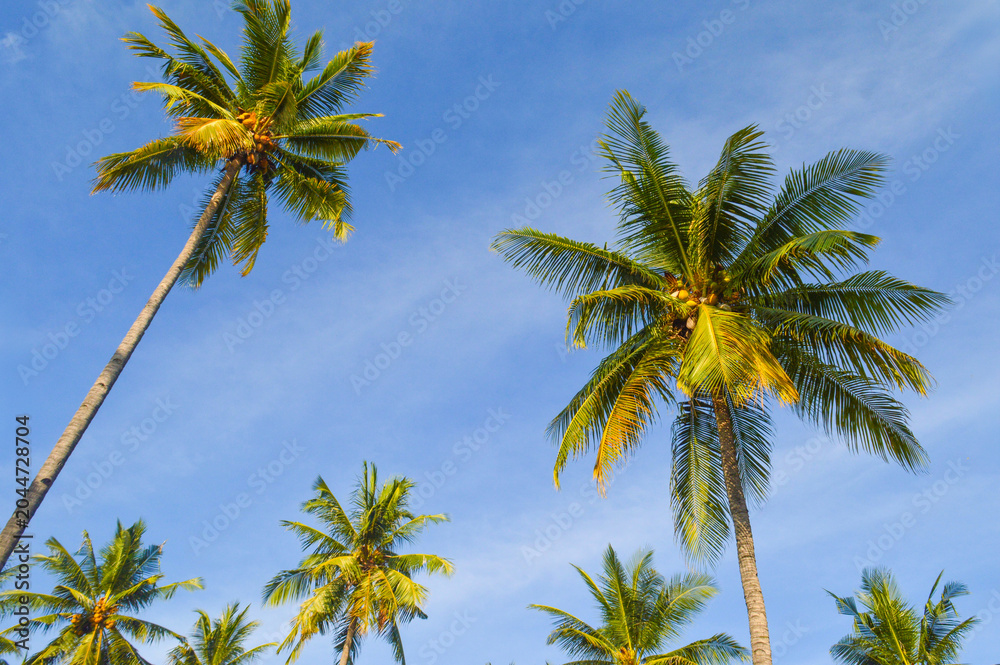 Fototapeta premium palm trees on blue sky