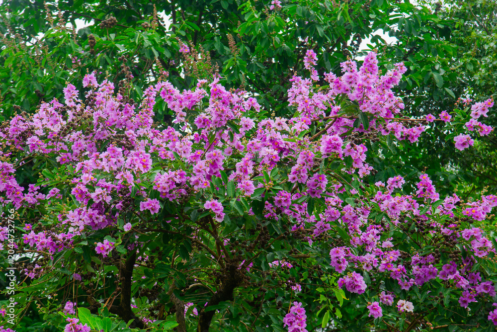 Obraz premium Purple Lagerstroemia speciosa flowers blooming in Vietnam, captured as a lush tree canopy with green foliage and soft natural daylight.