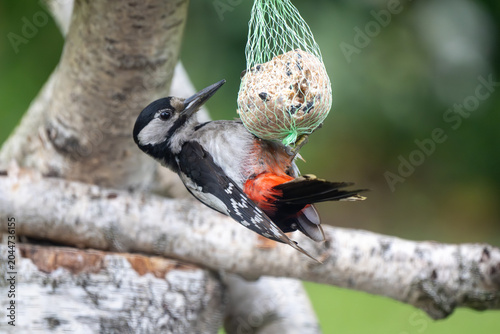 Great Spotted Woodpecker