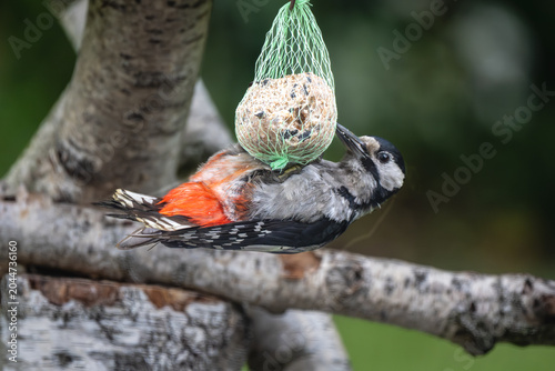 Great Spotted Woodpecker