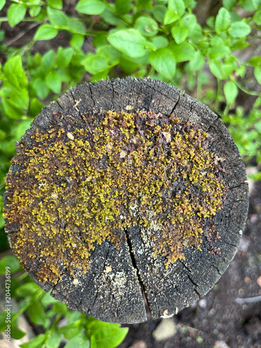 moss on tree