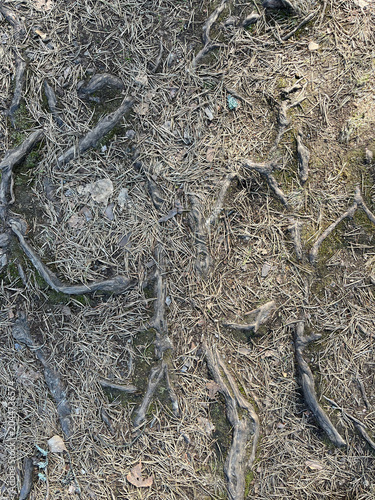 tree roots in the ground