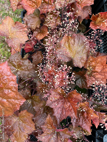 red and yellow leaves