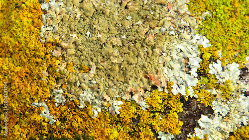 Crustose and foliose lichens, in a variety of colours and shapes. 