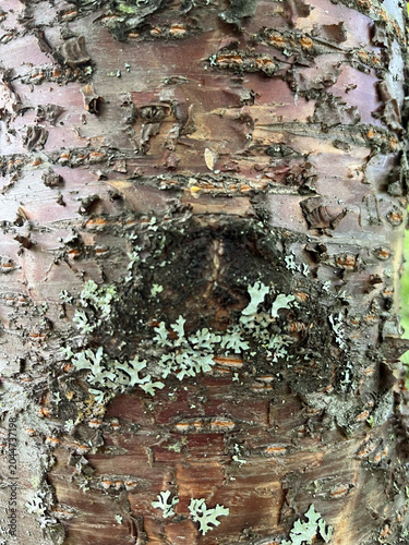 tree bark texture