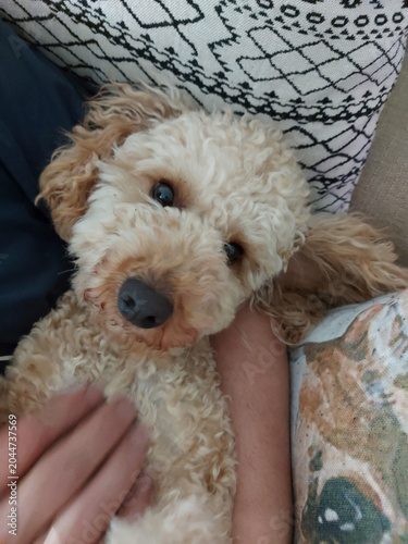 dog poodle sleeping