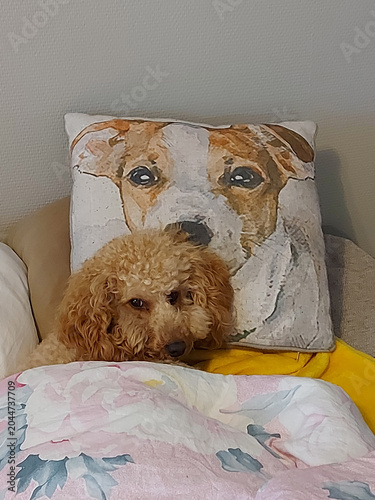 dog poodle sleeping