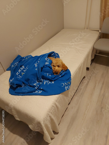 colorful pillows on a bed and poodle