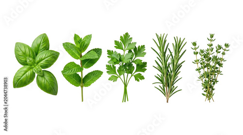 Five fresh culinary herbs-basil, mint, parsley, rosemary and thyme-arranged in a row on a transparent background