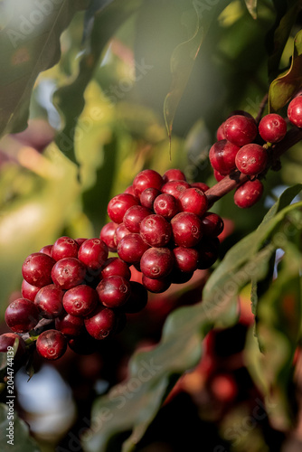 Macro close-up de frutos maduros de café vermelho no galho com folhas verdes na plantação.