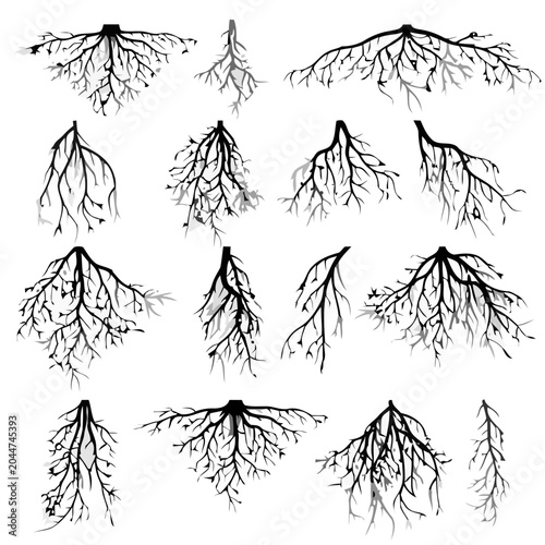 Tree Roots Collection, Graphic Elements, Illustration