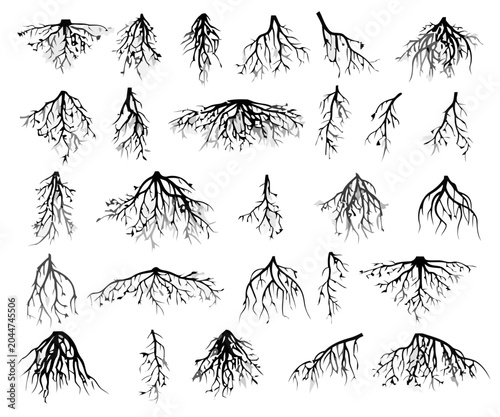 Tree Roots Collection, Isolated on White
