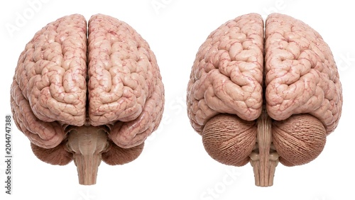 Human brain anatomy illustration featuring frontal and posterior views of a healthy adult brain isolated on a clean white background. 