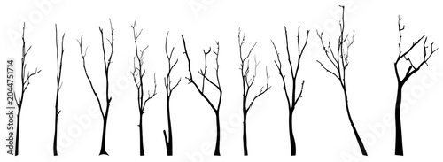 Bare Winter Trees Silhouettes Collection