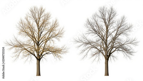 Changing seasons seasonal tree growth and dormancy nature illustration isolated conceptual visuals