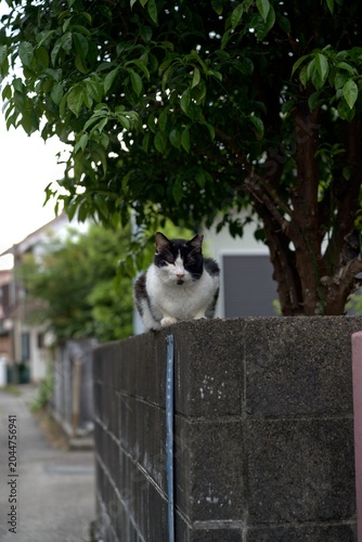 塀の上からこちらを見る猫