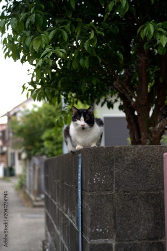 塀の上からこちらを見る猫