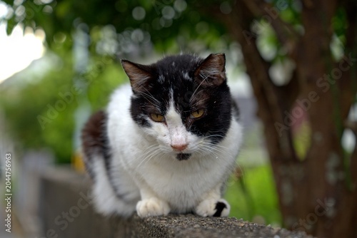 塀の上からこちらを見る猫