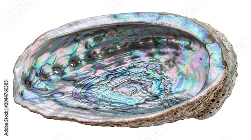 Iridescent abalone sea shell with colorful pearlescent inner surface texture isolated on clear canvas.