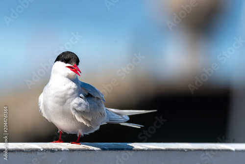 Küstenseeschwalbe am Eidersperrwerk im Frühjahr.