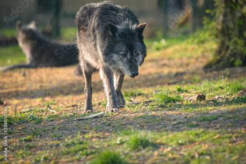 View on a wolf in the forest