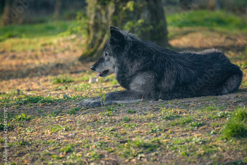 View on a wolf in the forest