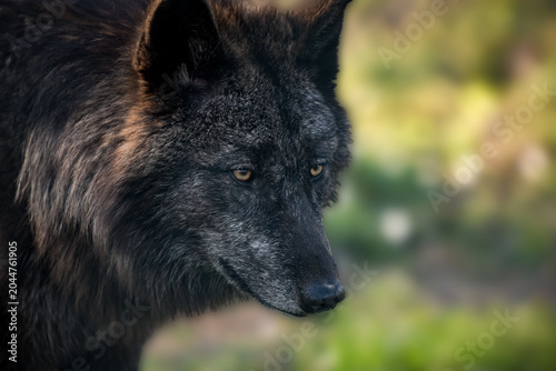beautiful portrait of a wolf in the forest