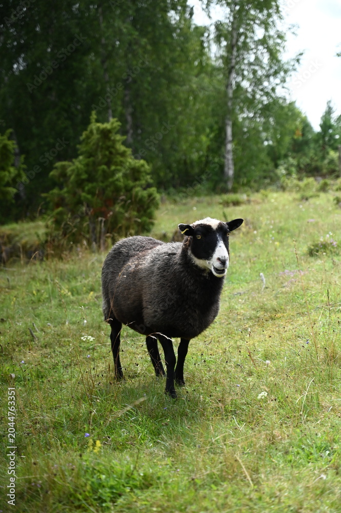 Obraz premium Black and white sheep in a meadow