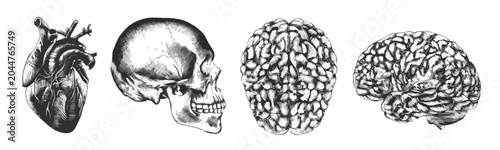 Human Anatomy: Heart, Skull, and Brain Illustrations