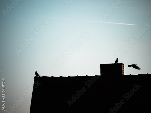 Dove  in the sky
