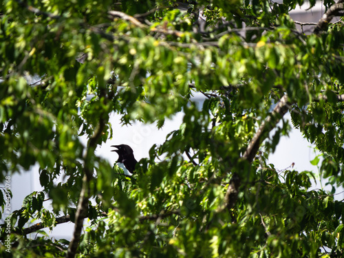 bird on a tree