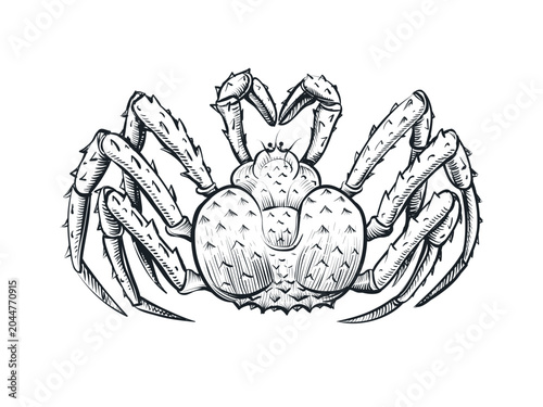 Fotografija King crab sketch