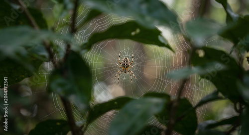 Tableau sur toile A cross orb weaver spider sitting in the center of its intricate web among green