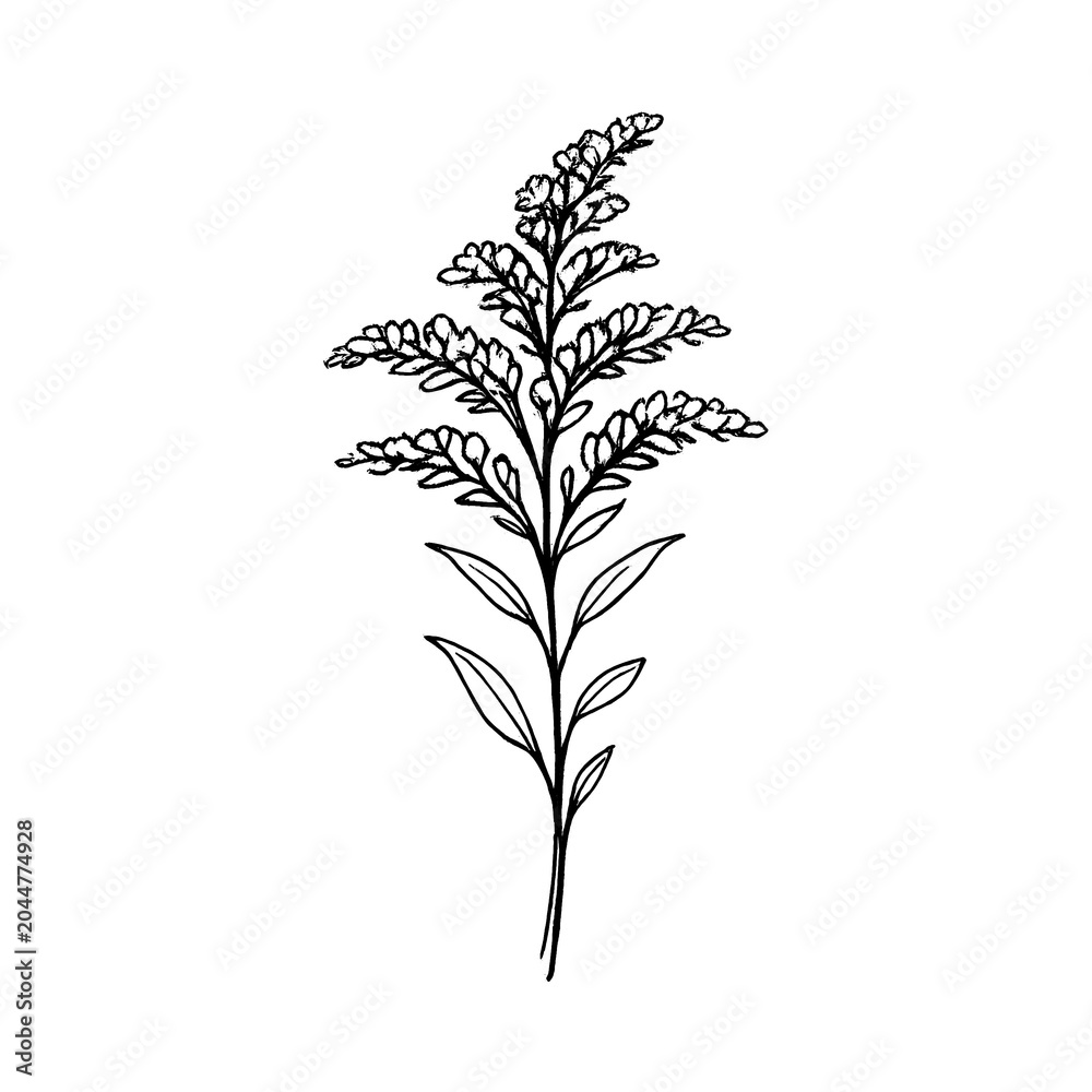 Obraz premium PNG Minimalist botanical line art illustration.
