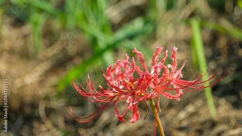 Quadro em tela Vibrant Red Spider Lily Blooming in Autumn Field with Natural Blurred Background