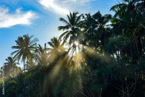 A dramatic sunburst with bright, golden light rays breaking through a lush silhouetted line of tropical palm trees against a blue sky