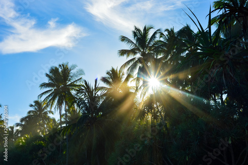 A dramatic sunburst with bright, golden light rays breaking through a lush silhouetted line of tropical palm trees against a blue sky