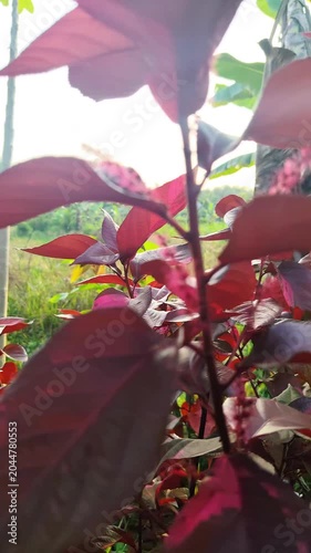 Vibrant Red Copperleaf Plant in Sunny Outdoor Garden