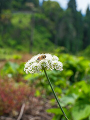 Close up of a bee pollinating a white wild carrot flower, macro shot of insect on cow parsnip blossom.