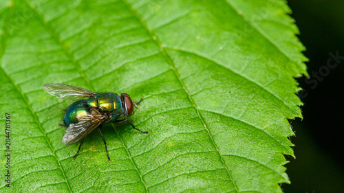 common green bottle fly (Lucilia sericata) sitting on a leaf
