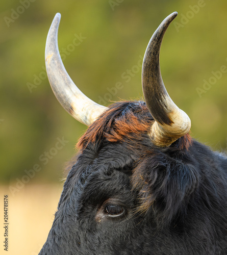 Cuadro en lienzo wild tauros, aurochs-like cattle portrait horns detail