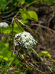 Close up of a bee pollinating a white wild carrot flower, macro shot of insect on cow parsnip blossom.