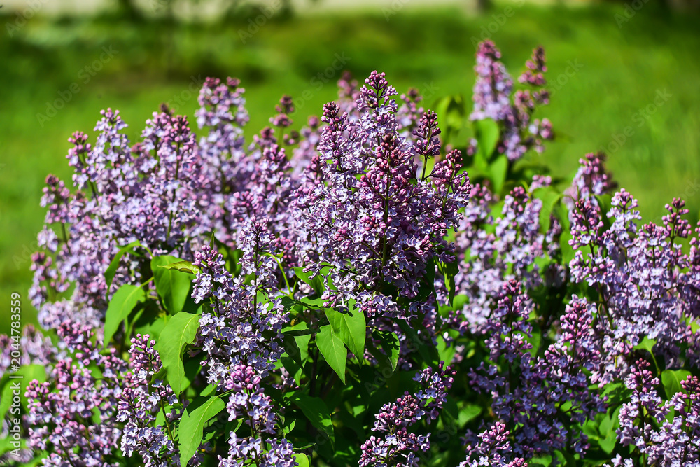 Obraz premium Bright blooming spring lilac on a green natural background.