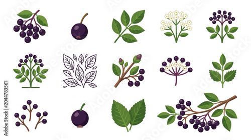 Bild auf Leinwand Collection of Elderberry Sprigs and Berries Botanical Illustrations