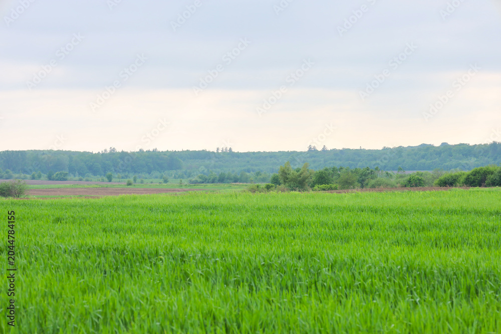 Obraz premium Scenic landscape with a bright green field in the foreground stretching towards a dense forest on the horizon. The calm rural scenery under a cloudy sky showcases the beauty of nature and fertile land