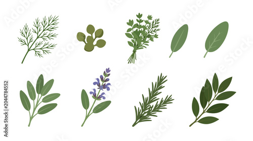 Hand Drawn Set of Fresh Aromatic Culinary Herbs and Spices.