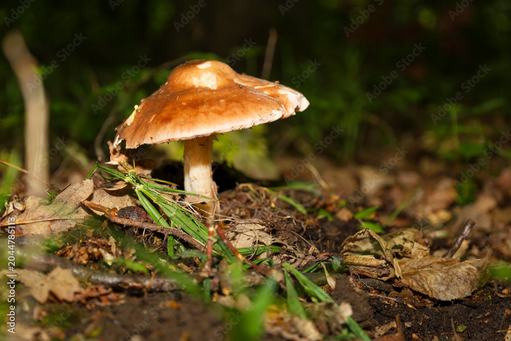 Fototapeta premium A lonely forest mushroom with a brown cap stands out gracefully against the background of dark forest soil covered with fallen leaves and small grass.